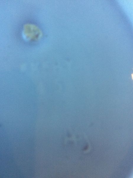 White bowl 45