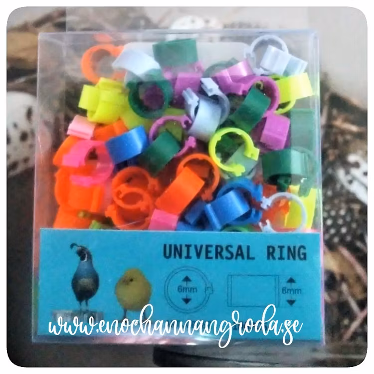 1/100st MÄRK-RINGAR för FÅGEL 6mm