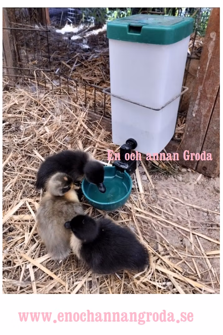 Nyhet! Röd/grön VIPP vattenKOPP med 1 liters TANK