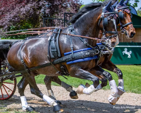 ZGB Pair Harness - Cob