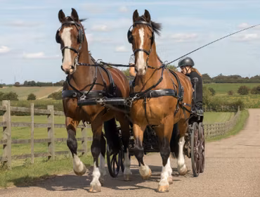 SL Plus Pairs Harness - Cob