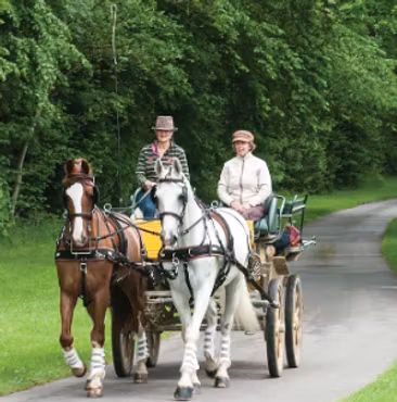 WebZ Pair Harness - Full Size