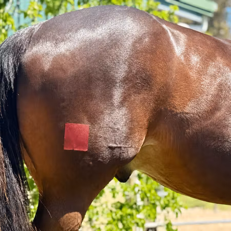 Equi-Fixt självhäftande sårförband för häst