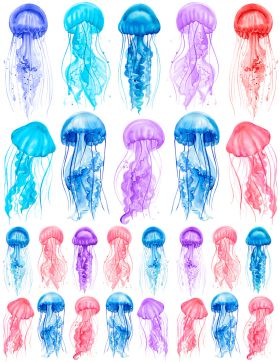 Dekal Jellyfish