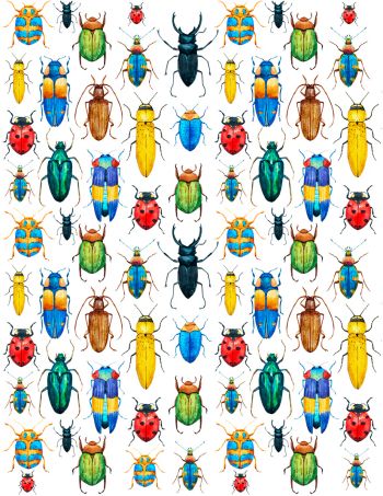 Dekal Rainbow bugs