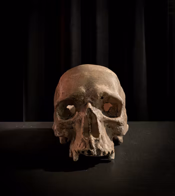 Ljuslykta skalle gulnad naturfärgad