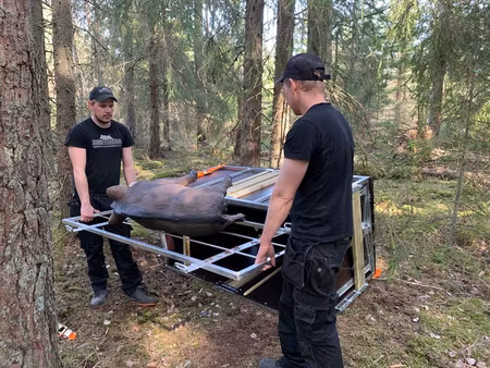 Vildsvinsfälla Enkel