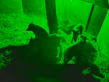 Grön Lampa - Fällan blir upplyst när den slår igen.