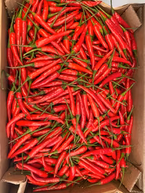 Red chilli