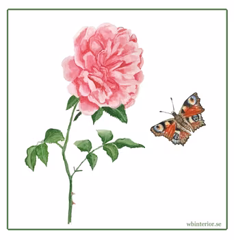 Disktrasa - Rosa Ros