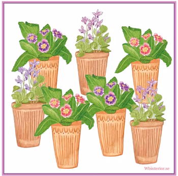 Disktrasa Primula