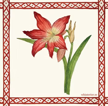 Disktrasa Amaryllis stor