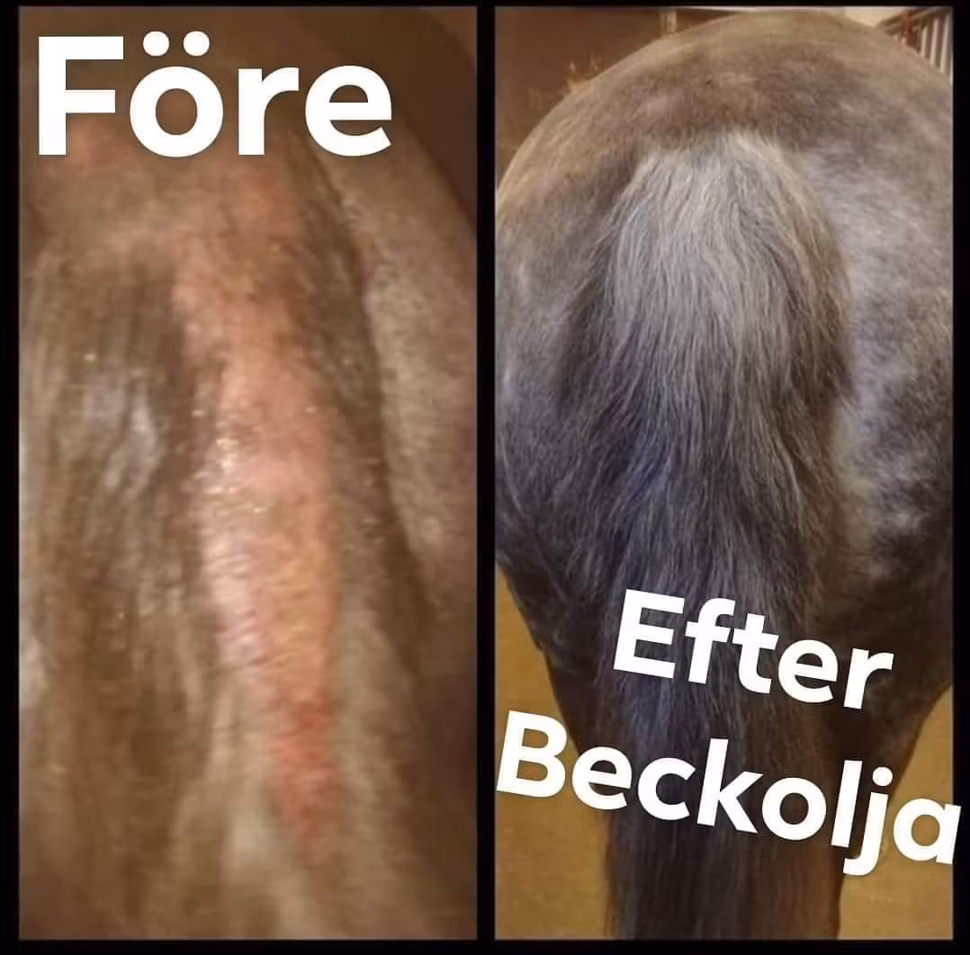 Beckolja-Hästar blanda ut till 8 liter spray fri frakt