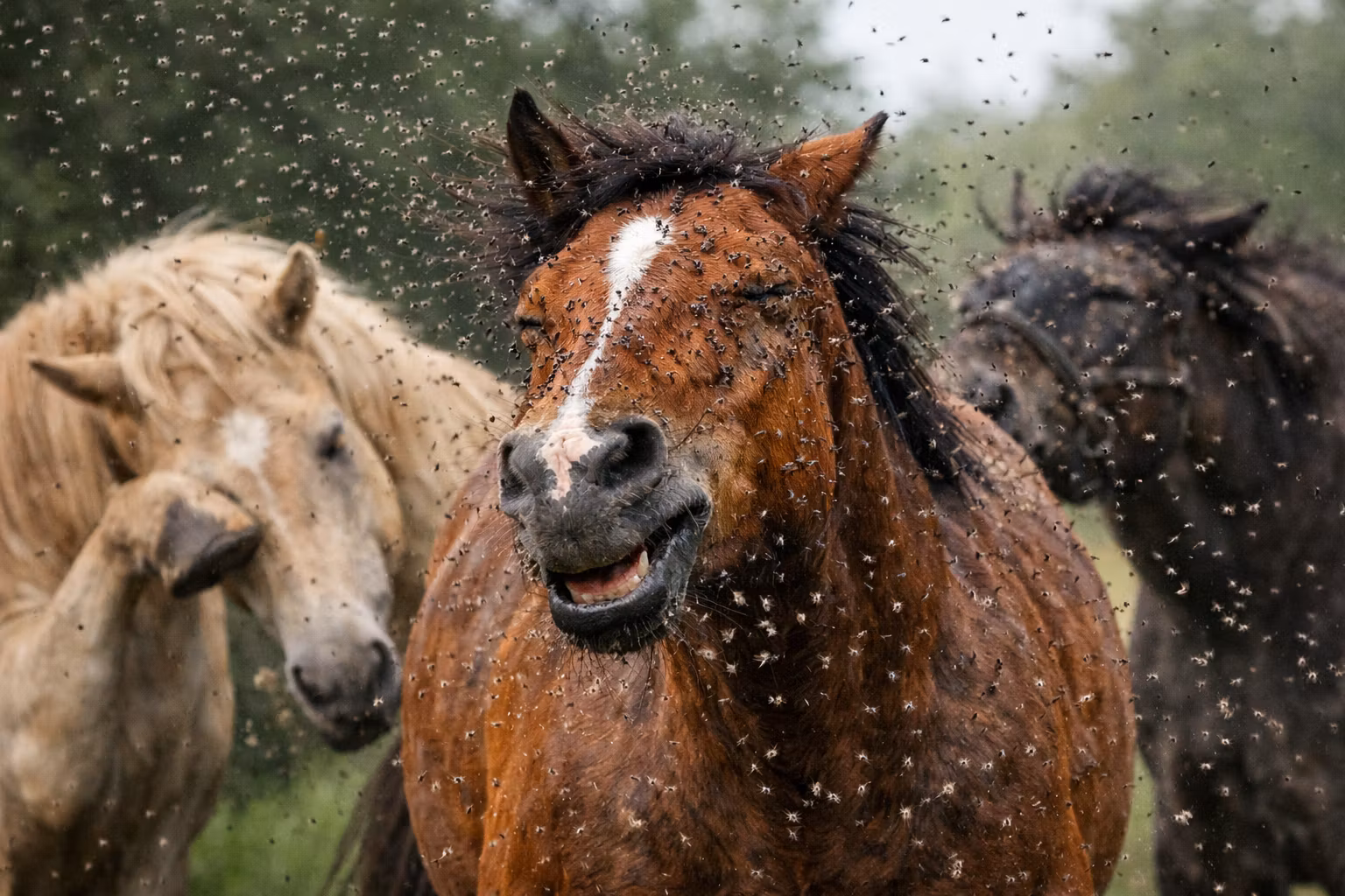 Beckolja-Hästar blanda ut till 8 liter spray fri frakt
