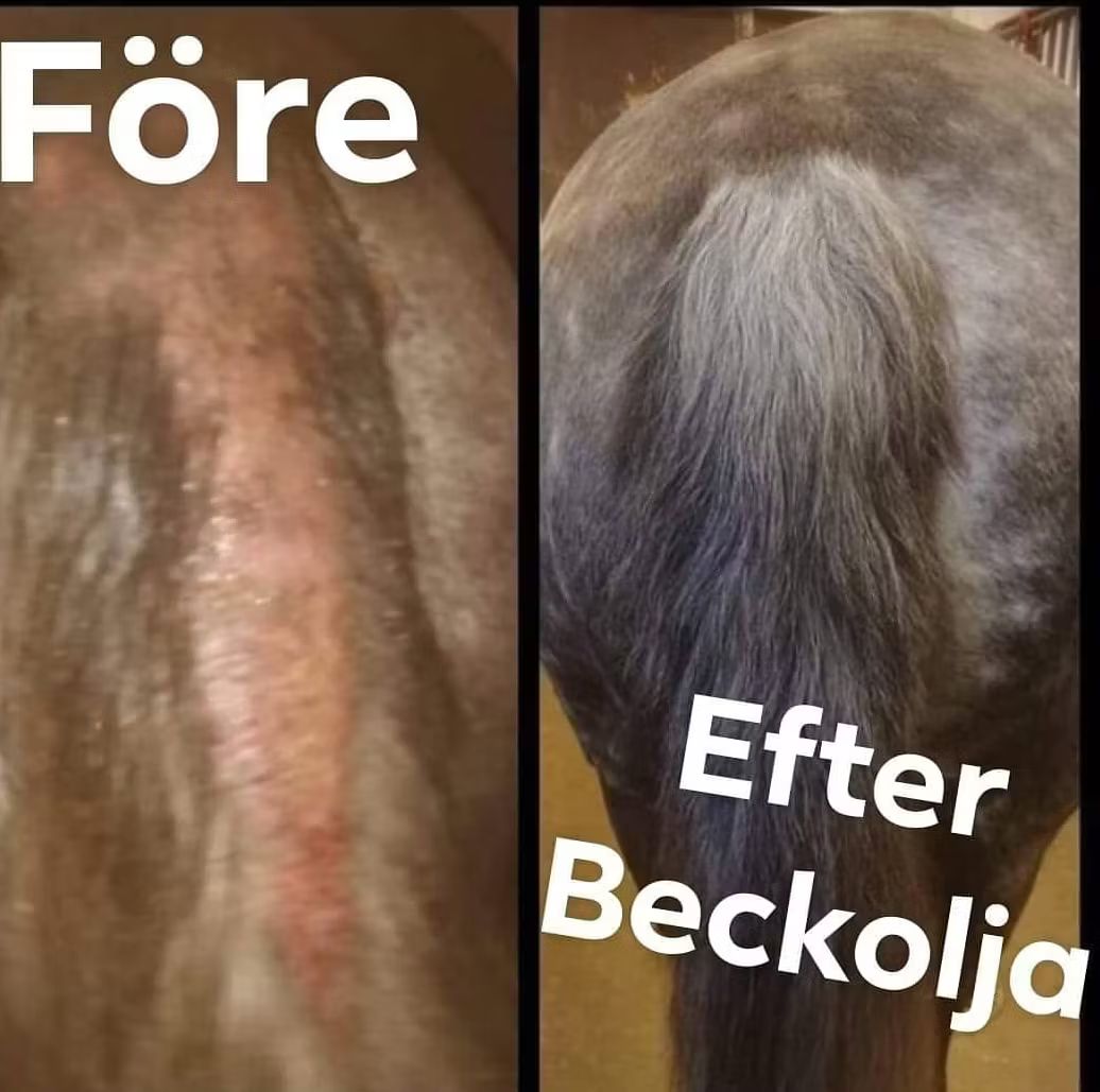 Beckolja-Hästar blanda ut till 16 liter spray fri frakt