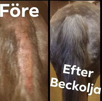 Beckolja-Hästar blanda ut till 16 liter spray fri frakt
