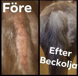 Beckolja-Hästar blanda ut till 4 liter spray fri frakt