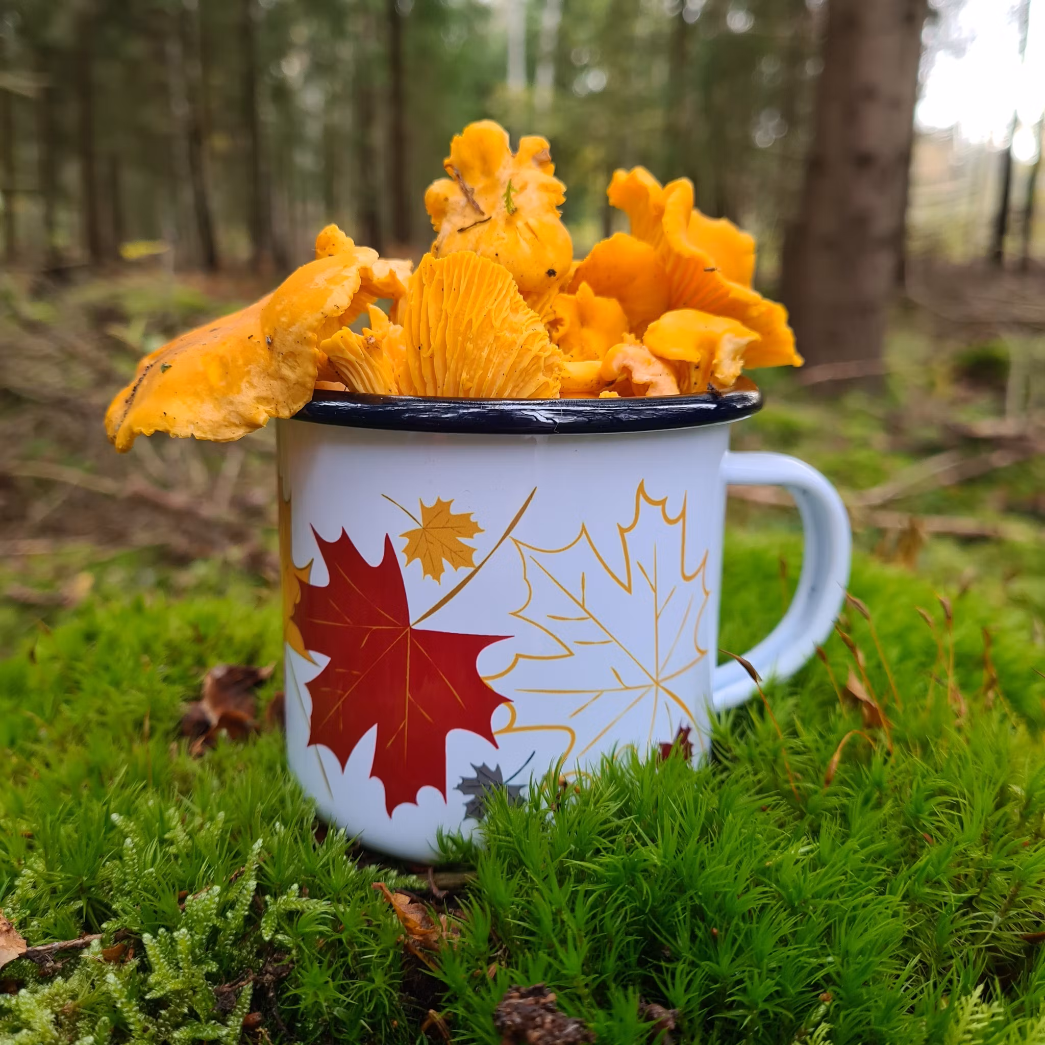 EMALJMUGG HÖSTLÖV