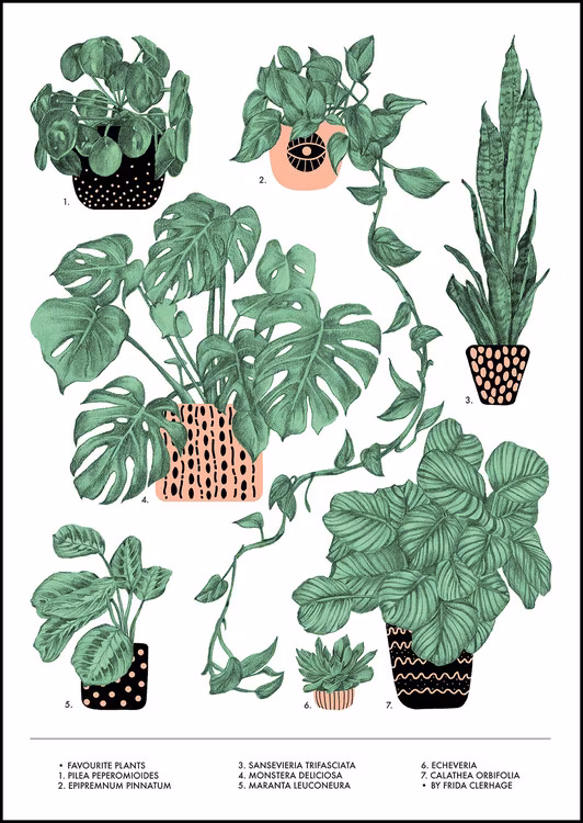 Favourite Plants