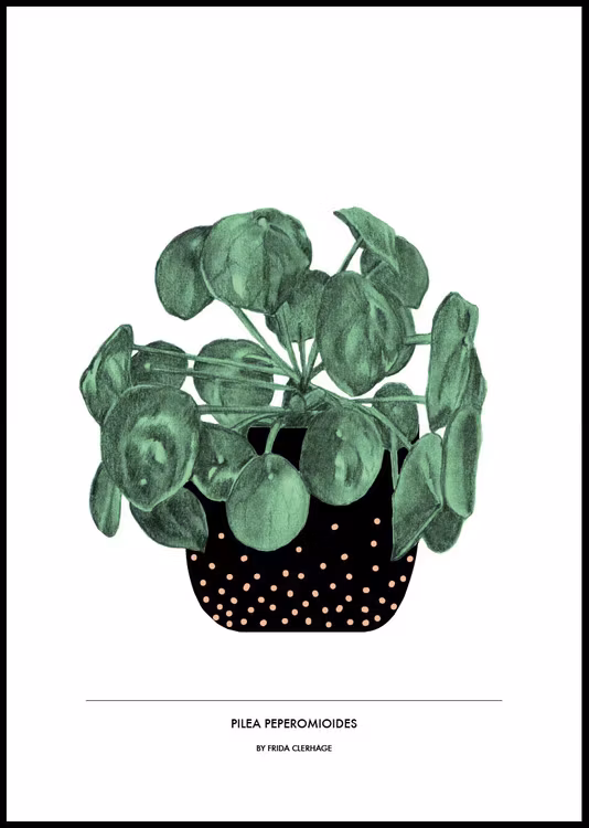 Pilea Peperomioides