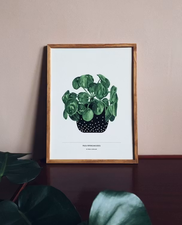 Pilea Peperomioides
