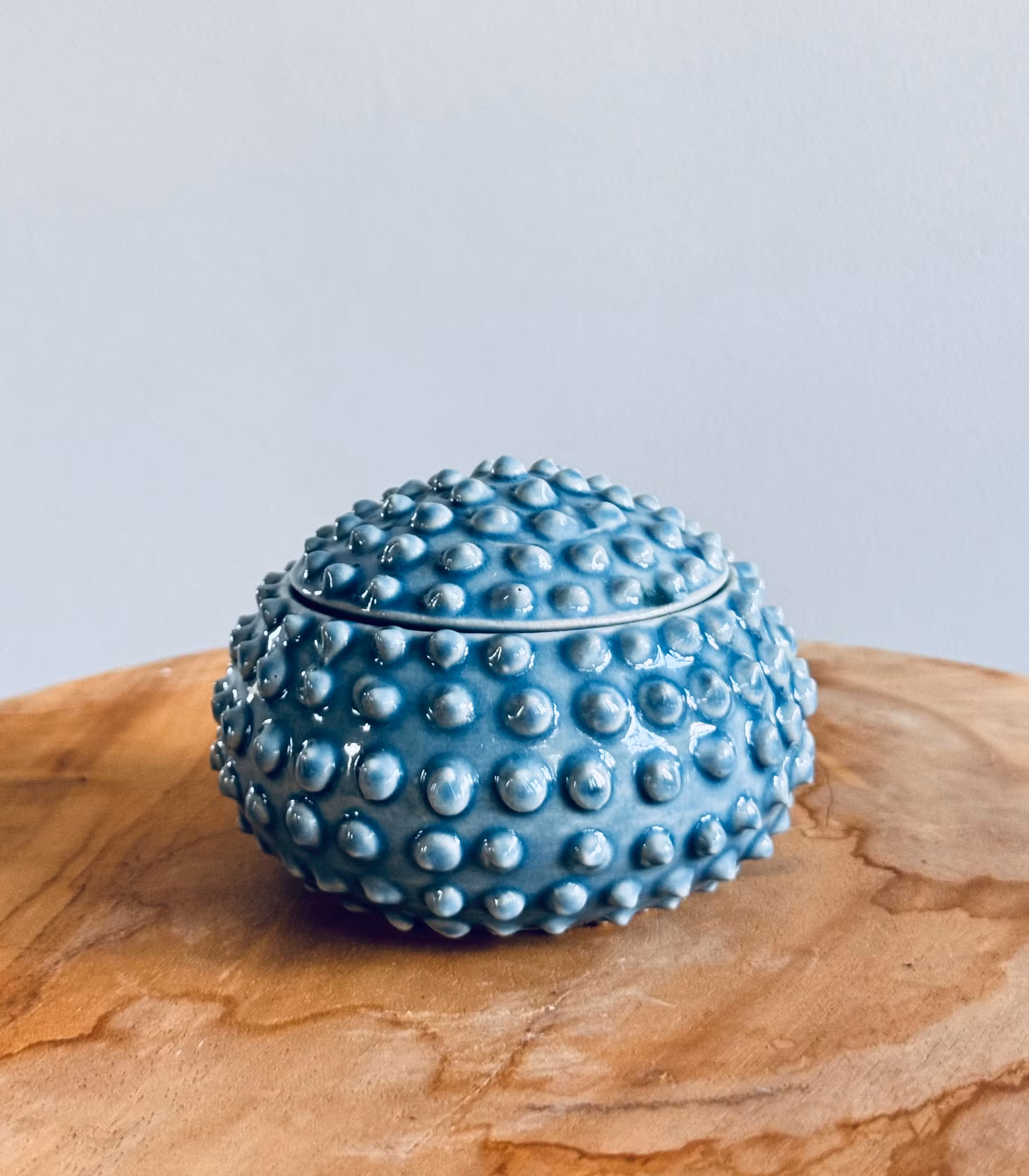 Taggig ask, Liten (flera färger)