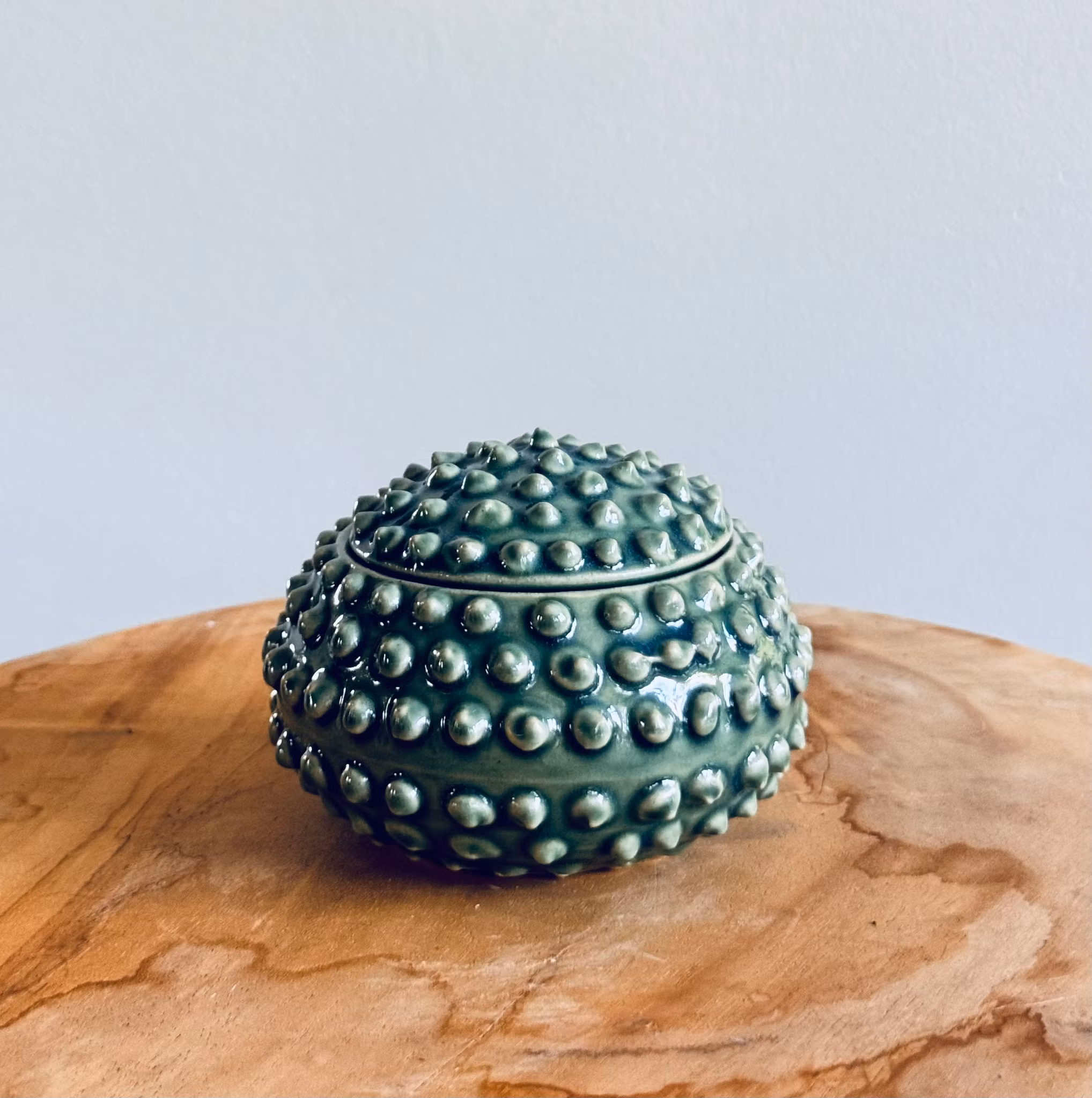 Taggig ask, Liten (flera färger)