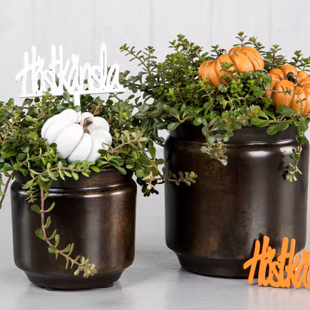 Pumpa Sticks