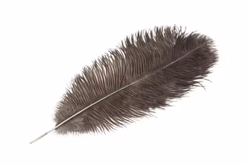 Strutsfjäder Natur