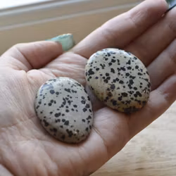 Dalmatinerjaspis Handsten