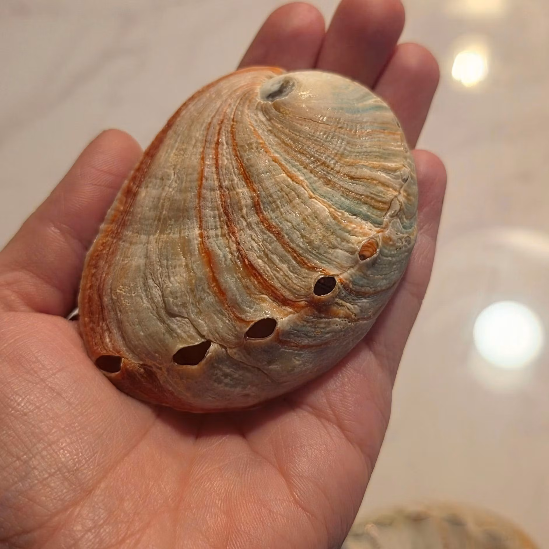 Liten Paua Abalone Snäckskal Med Pärlemor