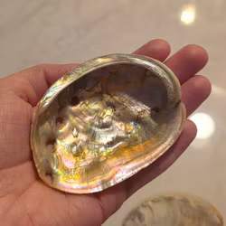 Liten Paua Abalone Snäckskal Med Pärlemor