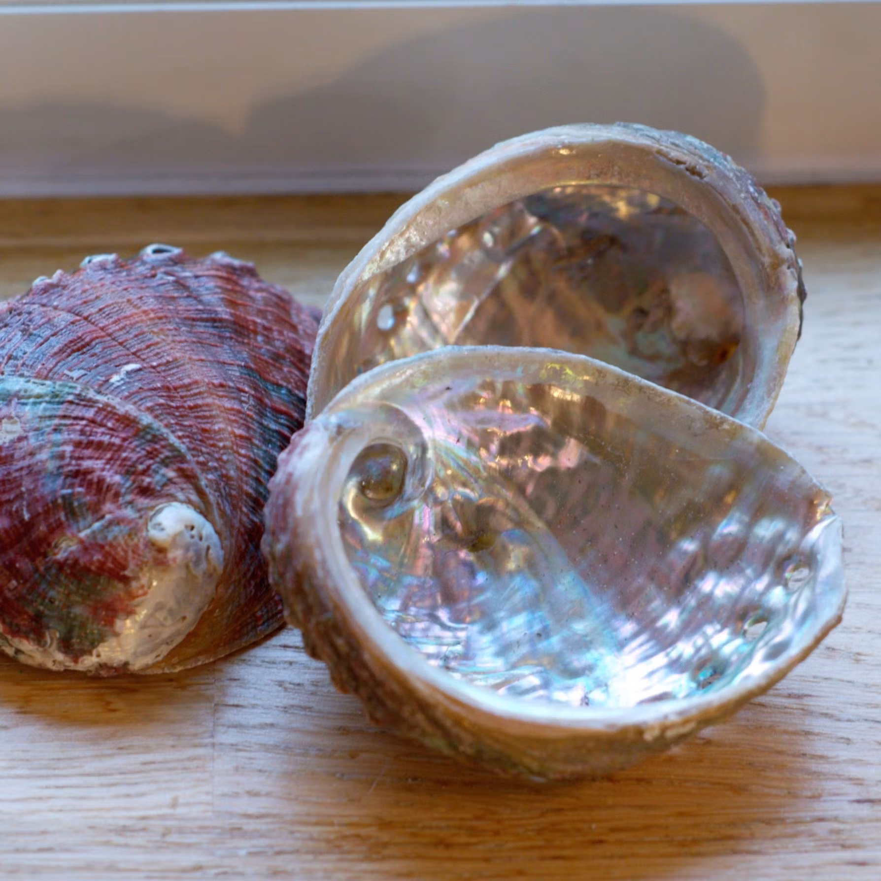 Medium Paua Abalone Snäckskal Med Pärlemor