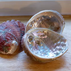 Medium Paua Abalone Snäckskal Med Pärlemor