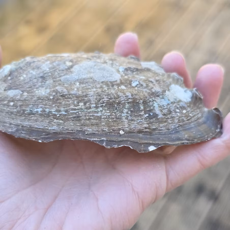 Medium Paua Abalone Snäckskal Med Pärlemor