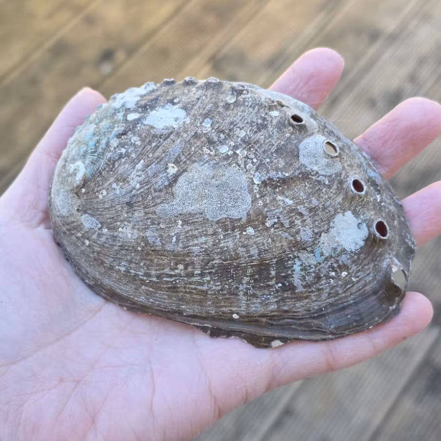 Medium Paua Abalone Snäckskal Med Pärlemor