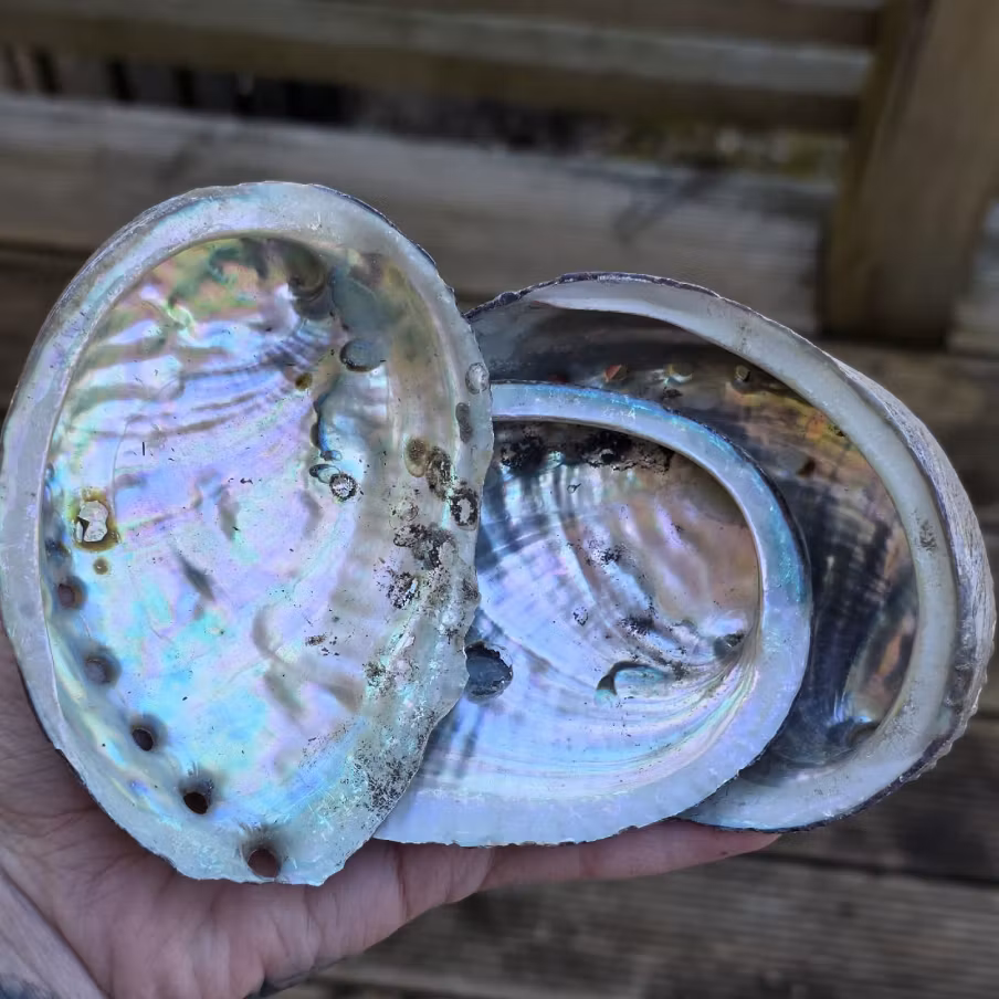 Medium Paua Abalone Snäckskal Med Pärlemor