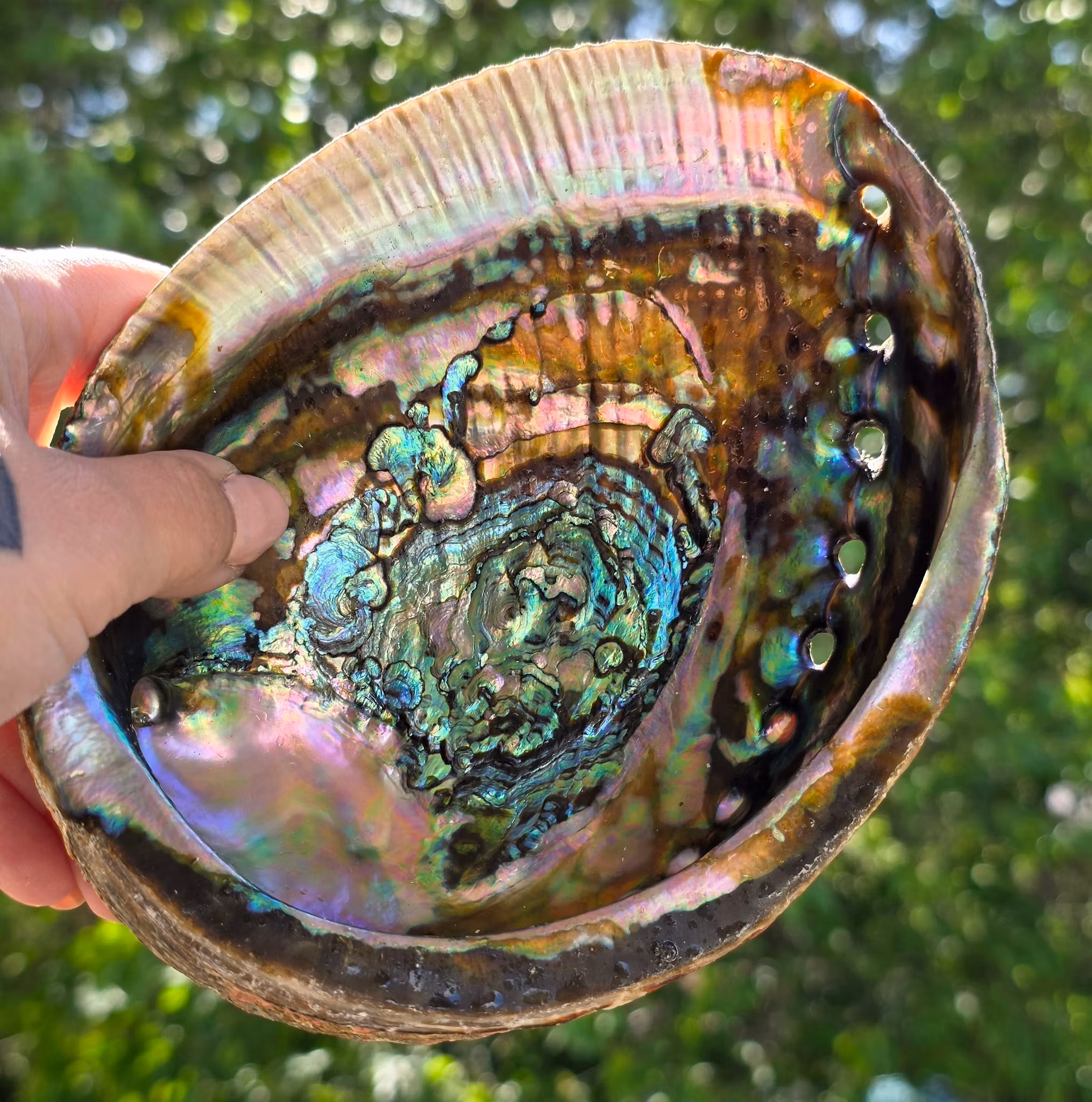 Stort Paua Abalone Snäckskal Med Pärlemor Nr 1