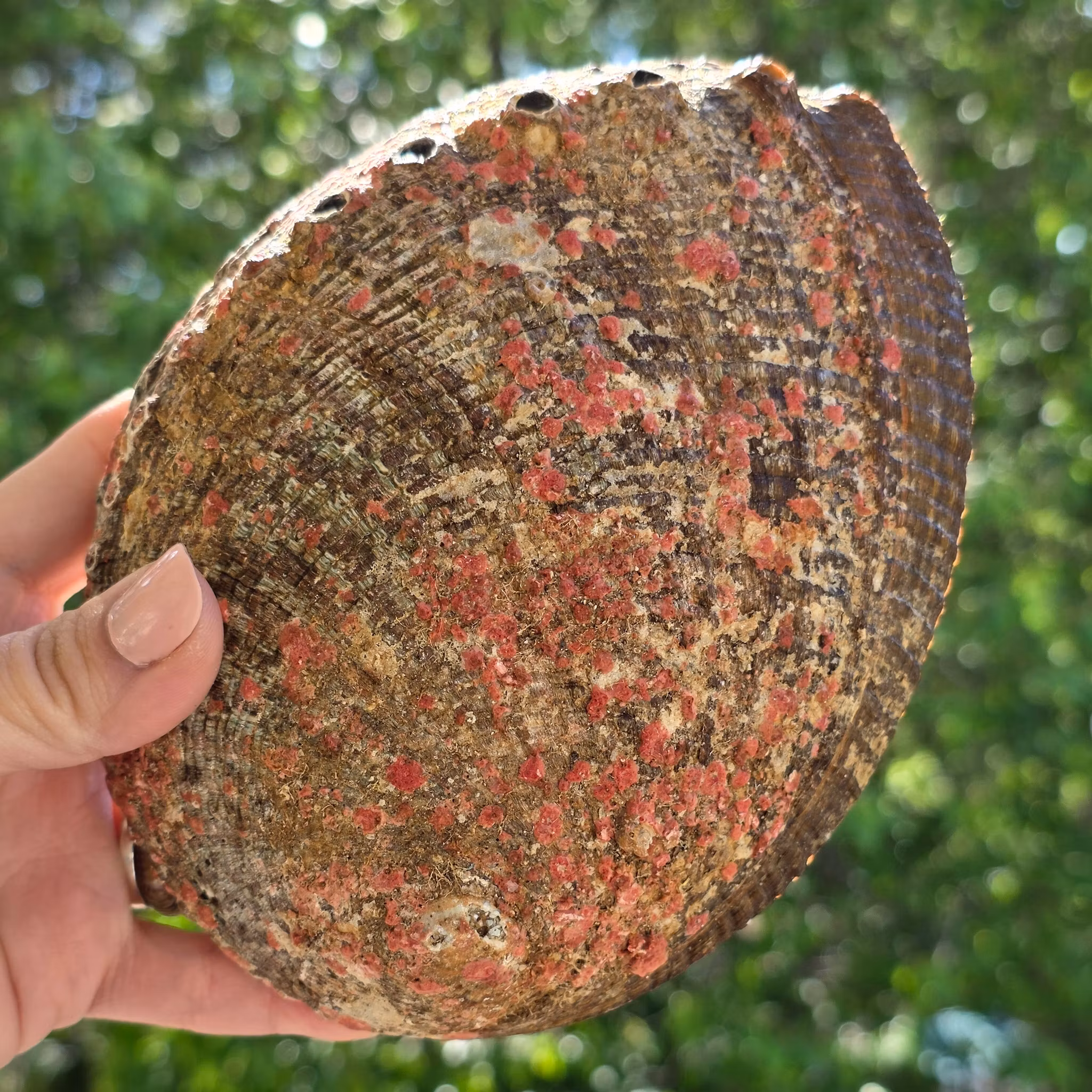 Stort Paua Abalone Snäckskal Med Pärlemor Nr 1