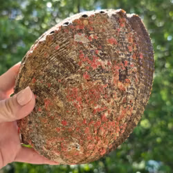 Stort Paua Abalone Snäckskal Med Pärlemor Nr 1
