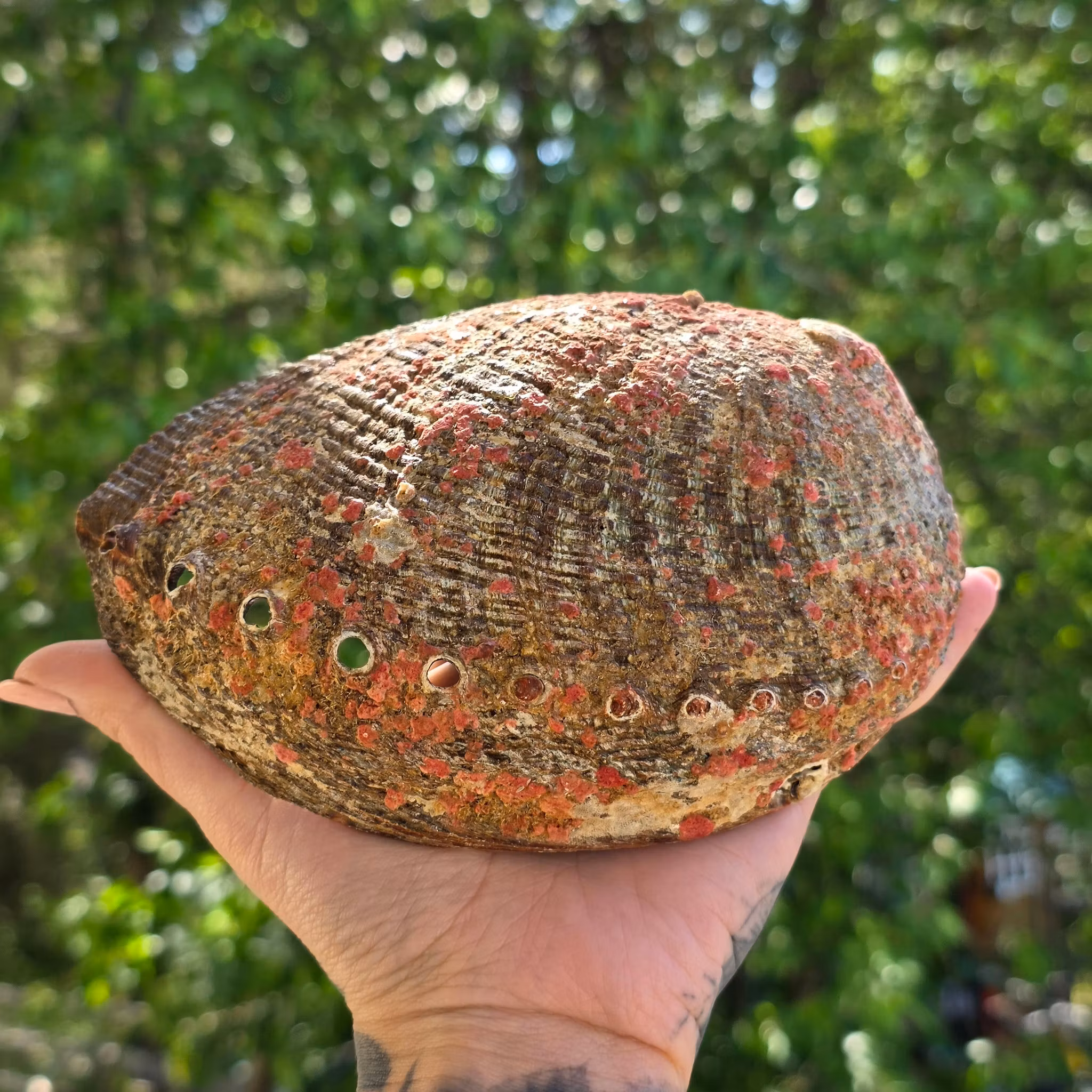 Stort Paua Abalone Snäckskal Med Pärlemor Nr 1