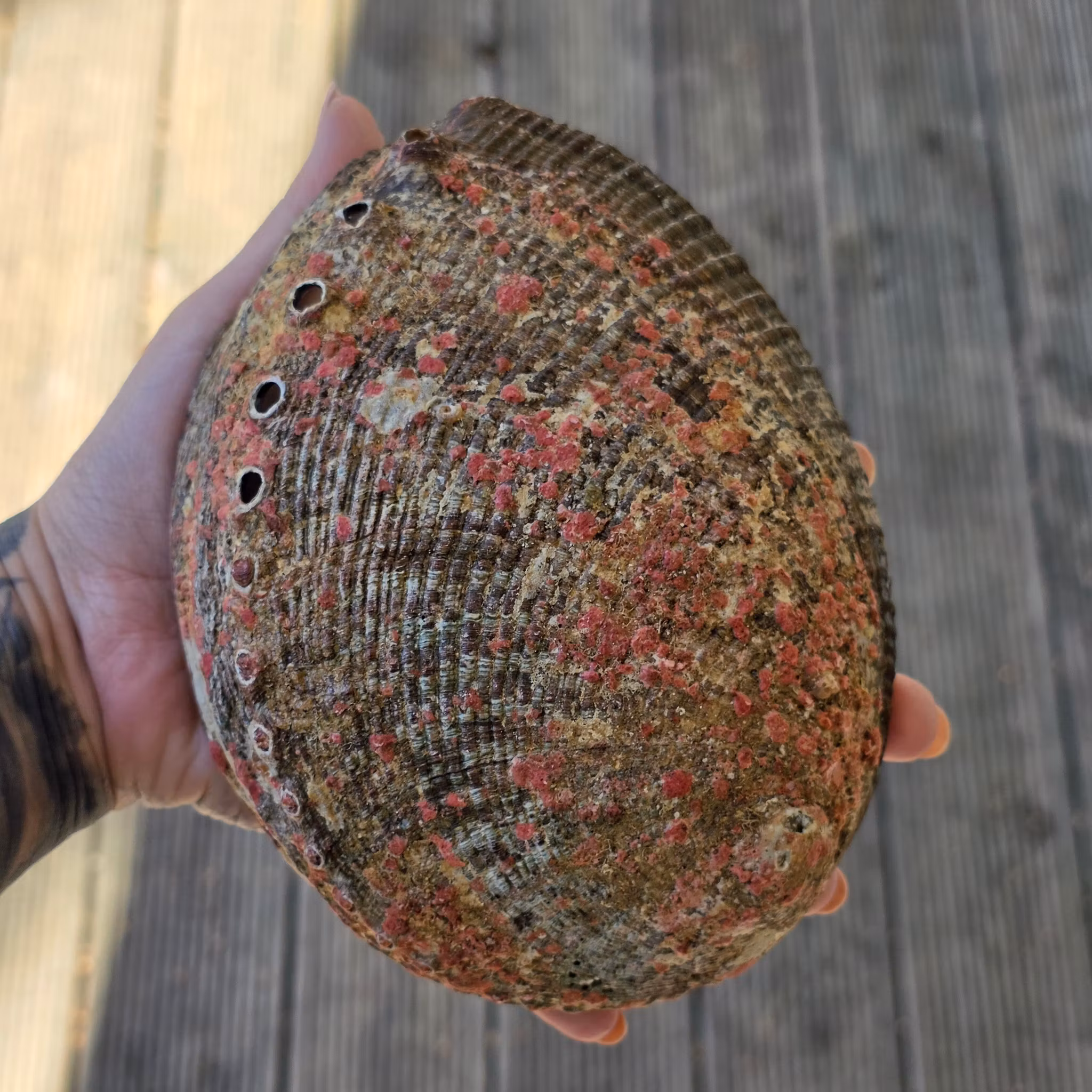Stort Paua Abalone Snäckskal Med Pärlemor Nr 1