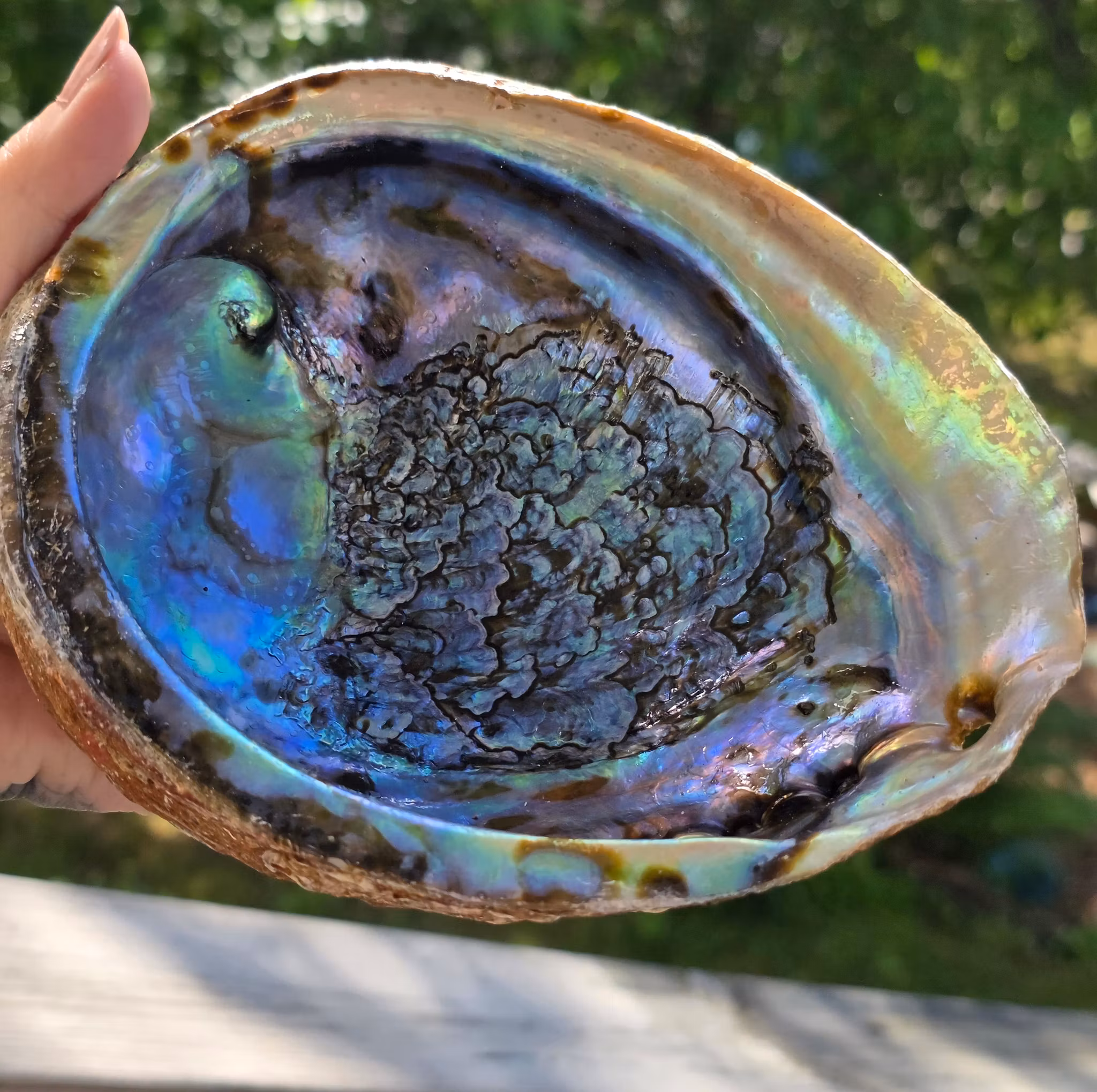 Stort Paua Abalone Snäckskal Med Pärlemor Nr 2