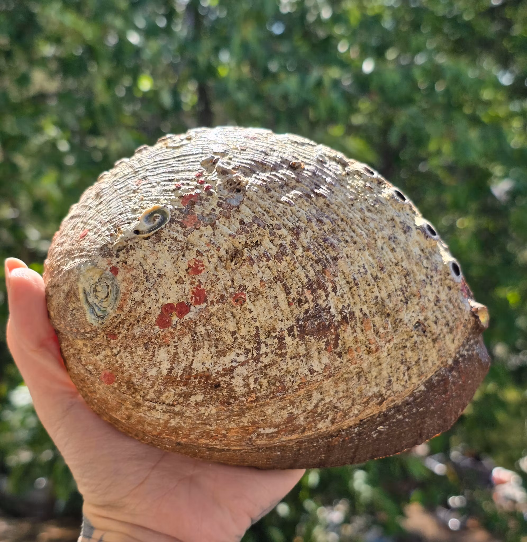 Stort Paua Abalone Snäckskal Med Pärlemor Nr 2