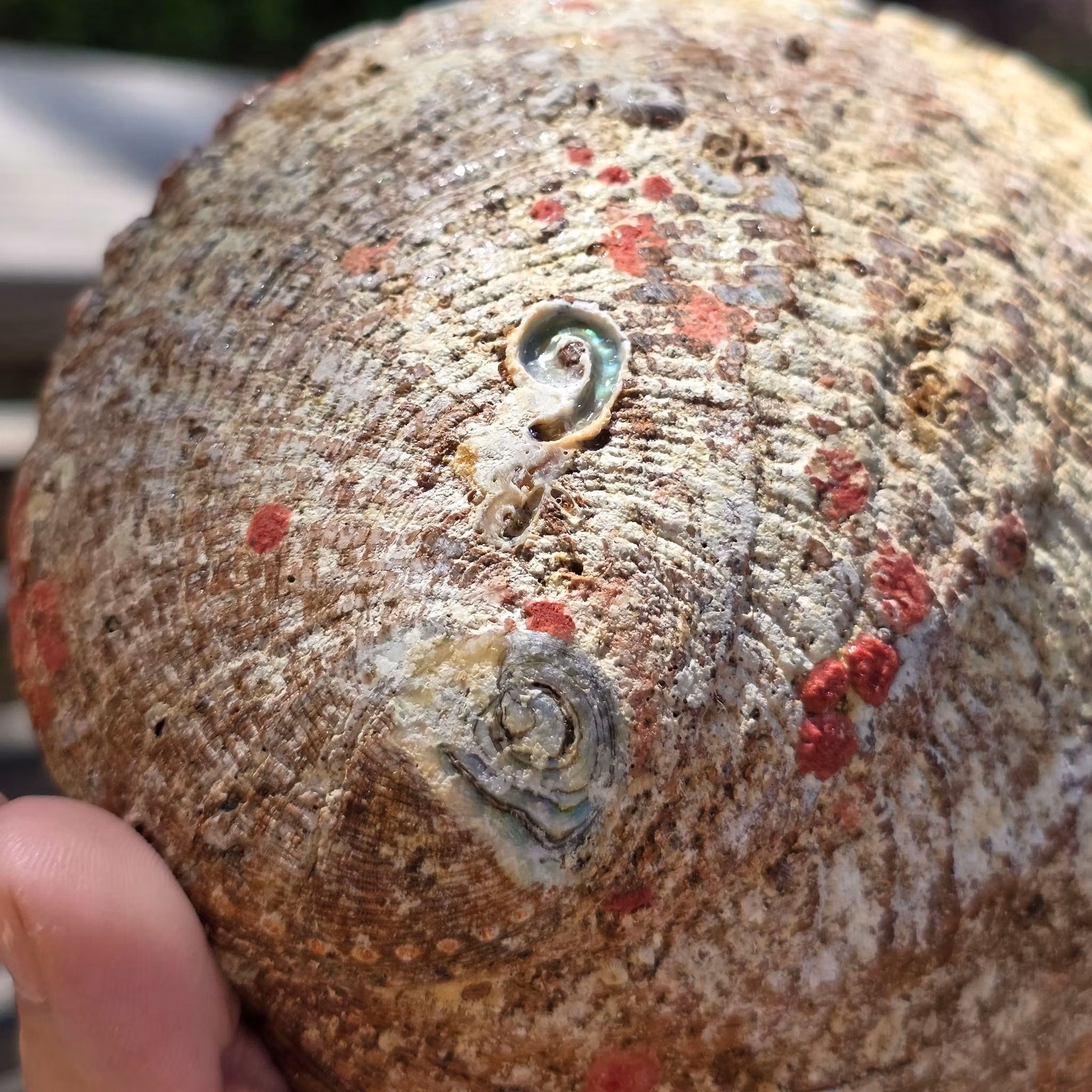 Stort Paua Abalone Snäckskal Med Pärlemor Nr 2