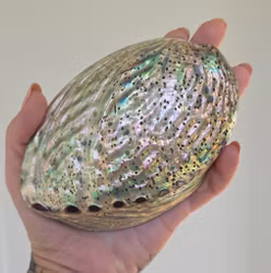 Paua Abalone Snäckskal Med Yta