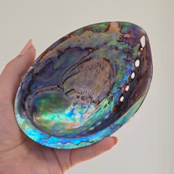 Paua Abalone Snäckskal Med Yta