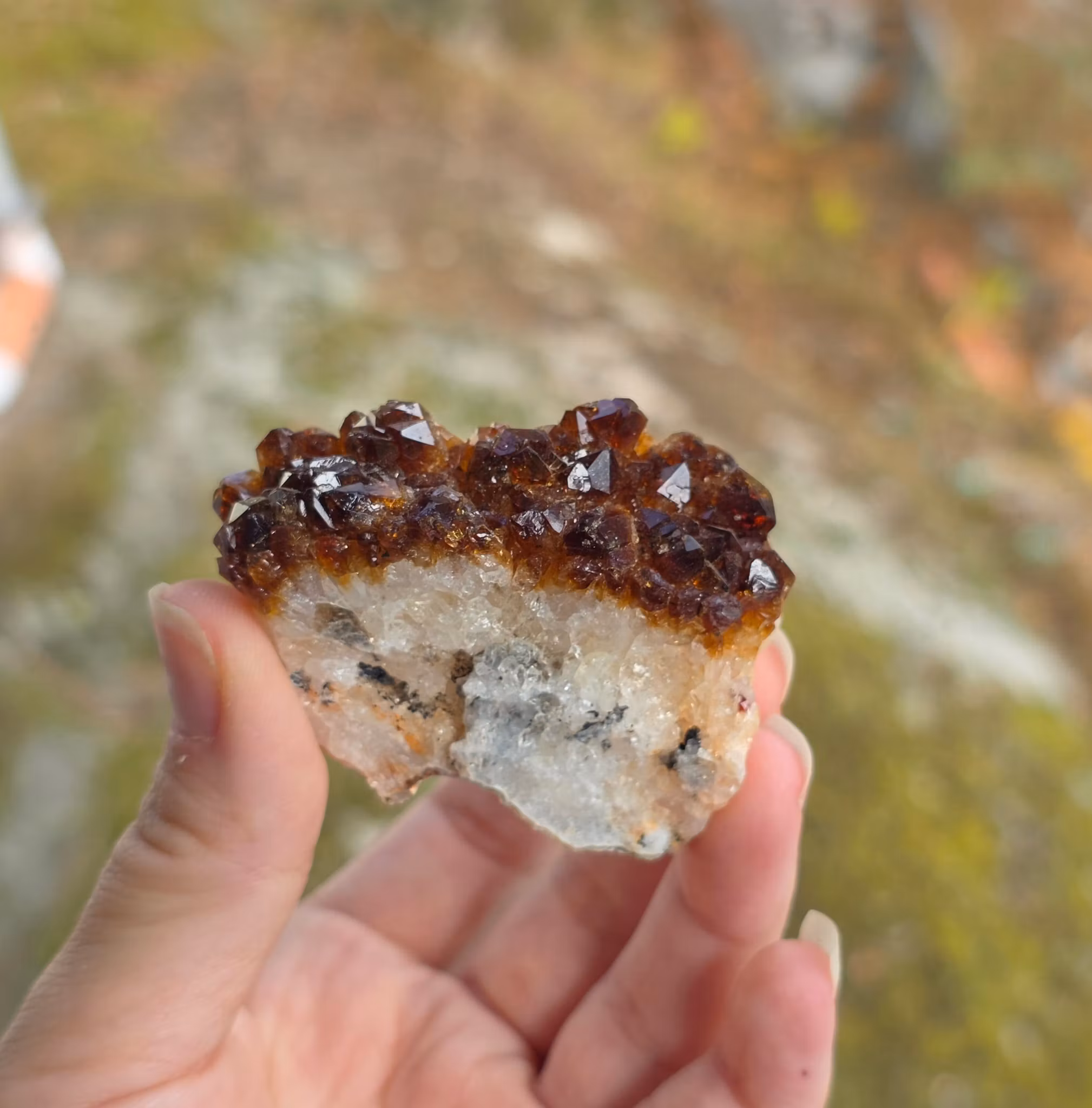 Mörka Citriner, valbara