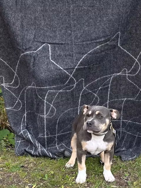 63185 Ullfilt , Dalahäst/ Blanket  Dalahorse