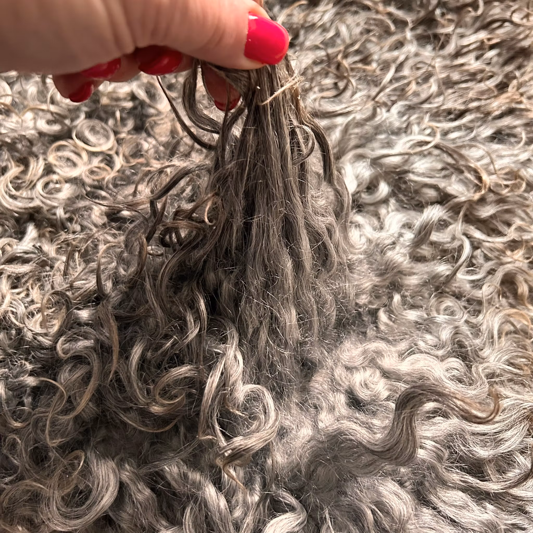 Vackert långhårigt Lammskinn, nr. 7